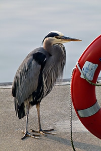 Rescue ring harbor vancouver photo