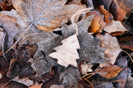 Wooden Christmas tree on frosted leaves photo