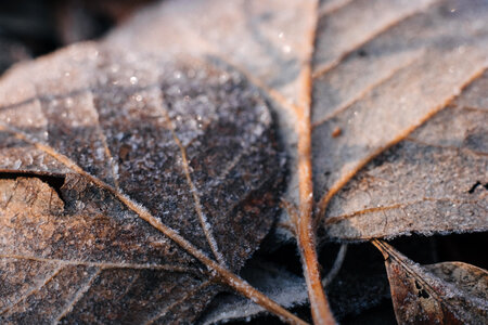 Frosted leaves closeup 2 photo