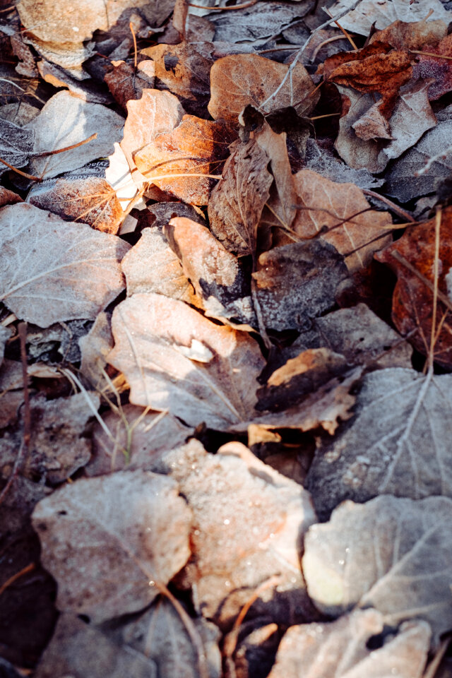 Frosted leaves 8