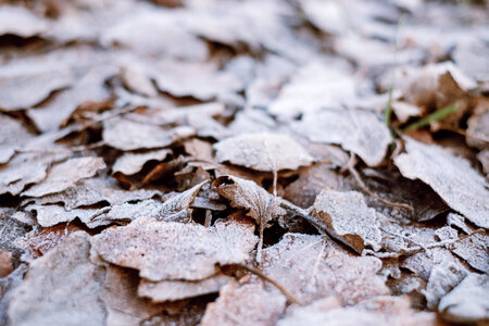 Frosted leaves 4 photo