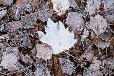 Frosted leaves 3 photo