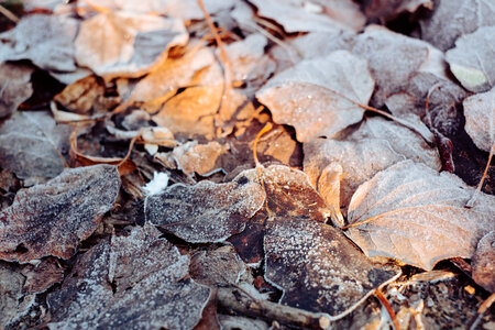 Frosted leaves 6 photo