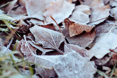 Frosted leaves 2 photo