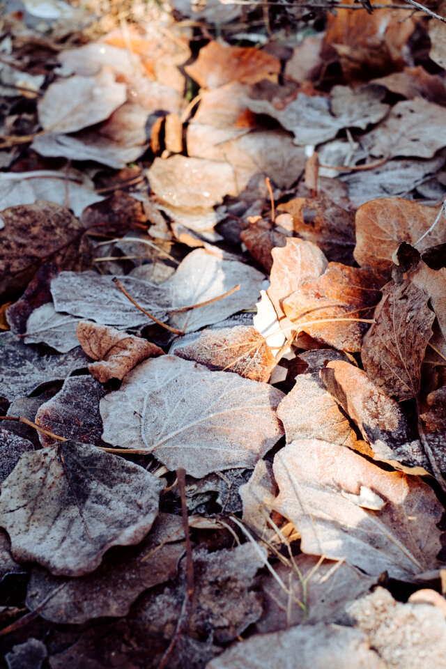 Frosted leaves 7 photo