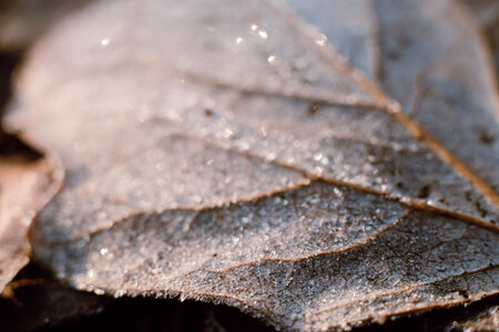 Frosted leaf closeup 2 photo