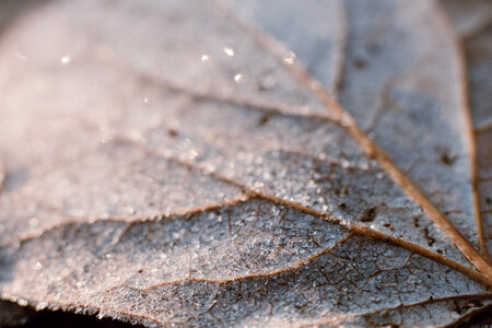 Frosted leaf closeup photo
