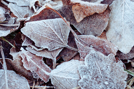 Frosted leaves photo