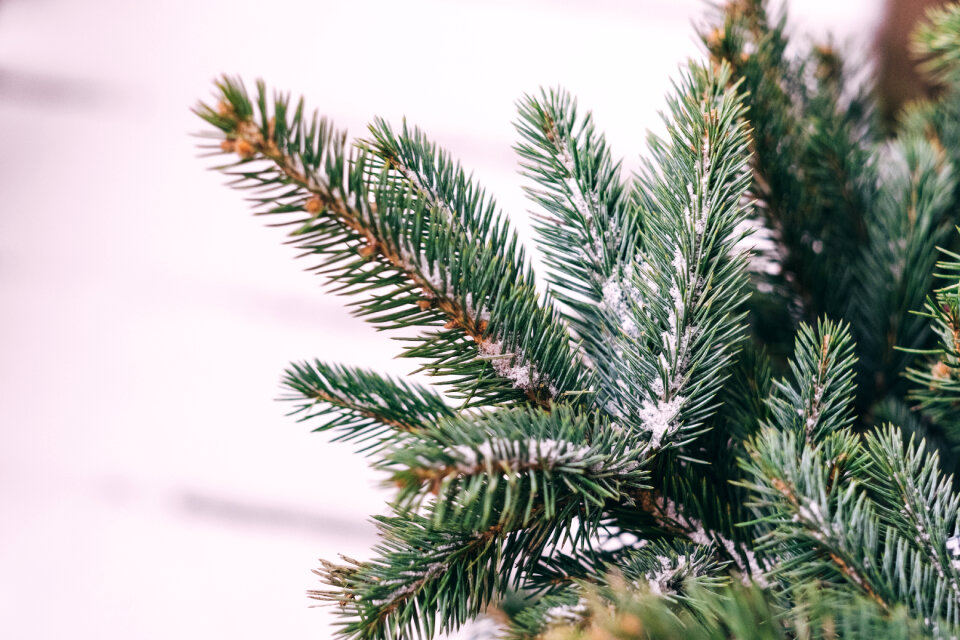 Snow covered spruce branch photo