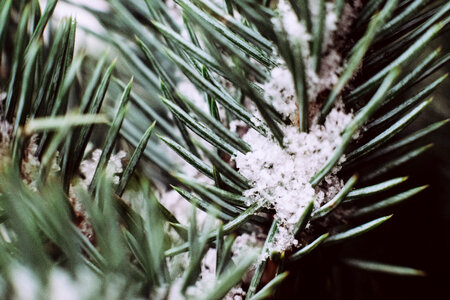 Snow covered spruce branch closeup photo