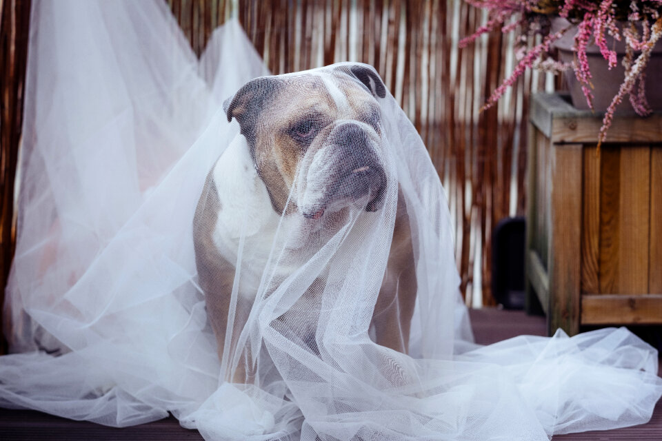 English Bulldog in a ghost costume