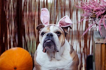 English Bulldog dress up for Halloween 5 photo