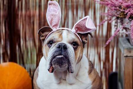 English Bulldog dress up for Halloween 4 photo