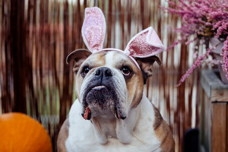 English Bulldog dress up for Halloween 6 photo