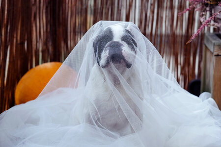 French Bulldog in a ghost costume