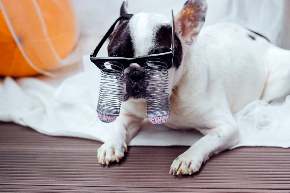 French Bulldog dressed up for Halloween 3
