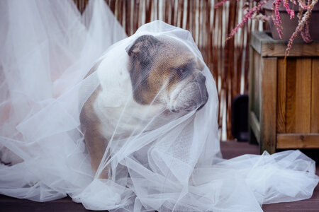 English Bulldog in a ghost costume 2