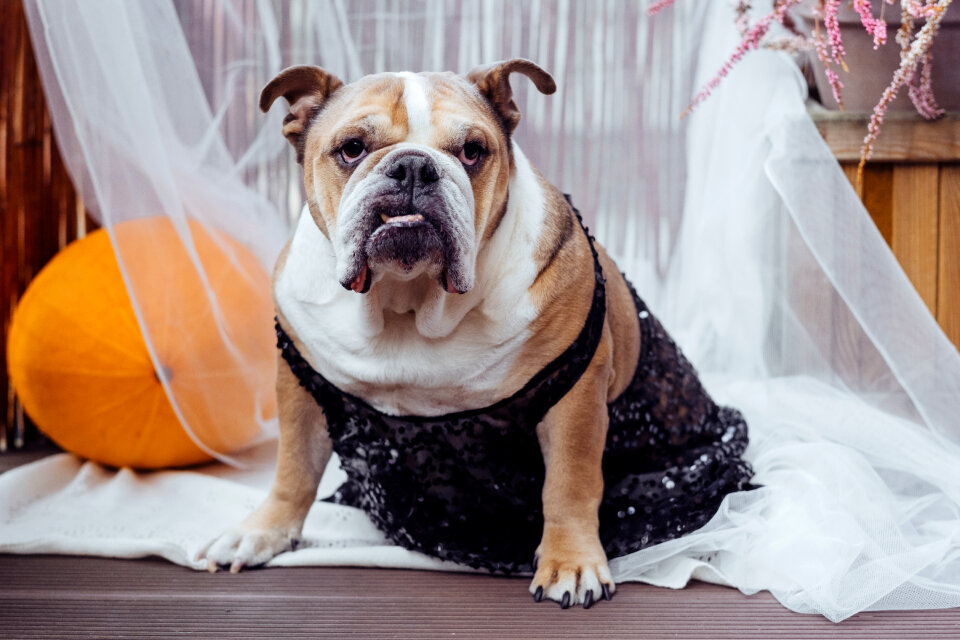 English Bulldog dress up for Halloween