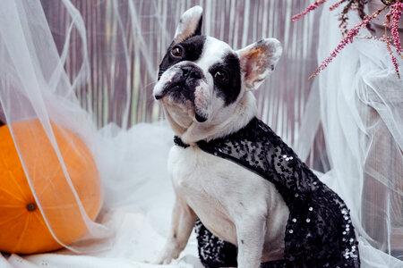 French Bulldog dressed up for Halloween photo