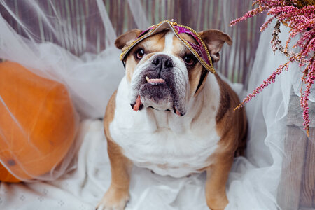 English Bulldog dress up for Halloween 2 photo