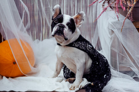 French Bulldog dressed up for Halloween 2 photo