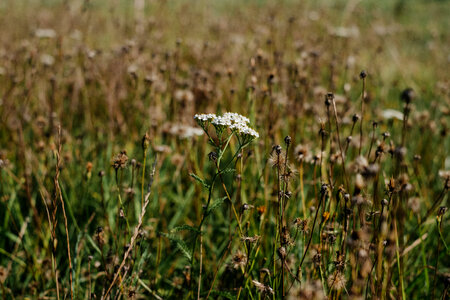 Dried wild weed 4 photo