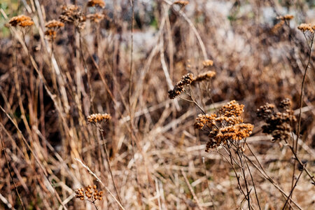 Dried wild weed