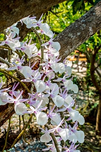 Blossom bloom flower