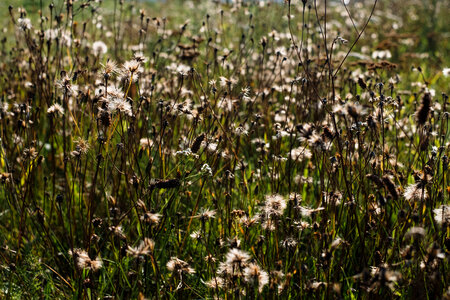 Dried wild weed 2 photo