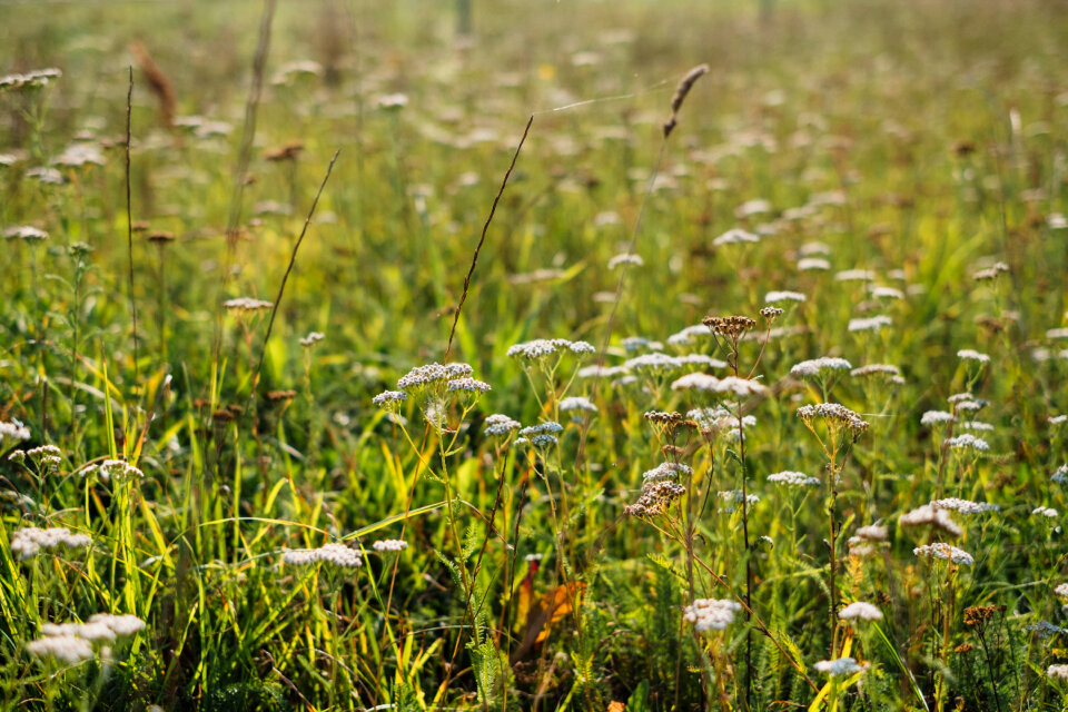Wild flowers meadow