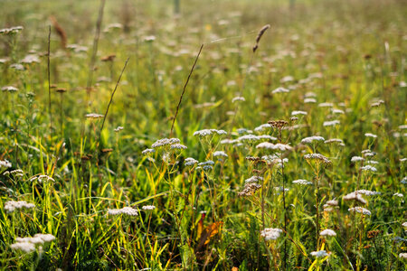 Wild flowers meadow photo