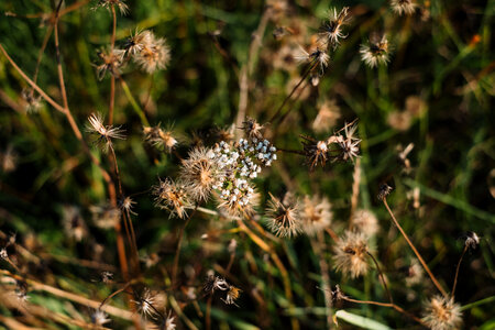 Dried wild weed closeup photo