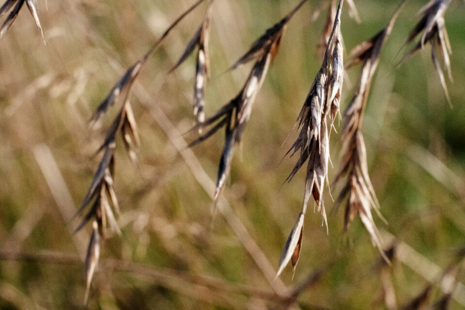 Wildgrass closeup 2 photo