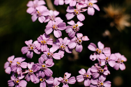 Pink yarrow wild flower closeup