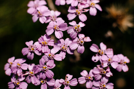 Pink yarrow wild flower closeup photo