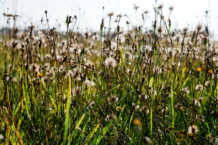 Dried wild weed 3 photo