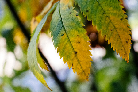 Yellow and green ash tree leaves photo