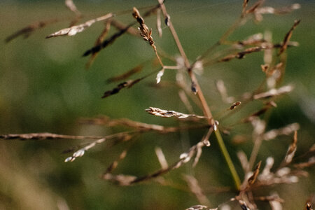 Wildgrass closeup photo