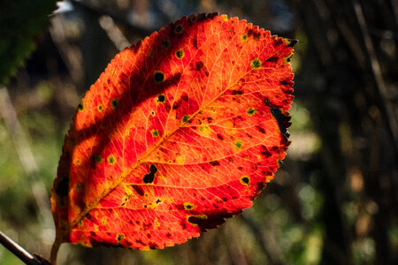 Red elm tree leaf