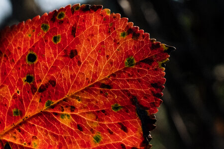 Red elm tree leaf 3 photo