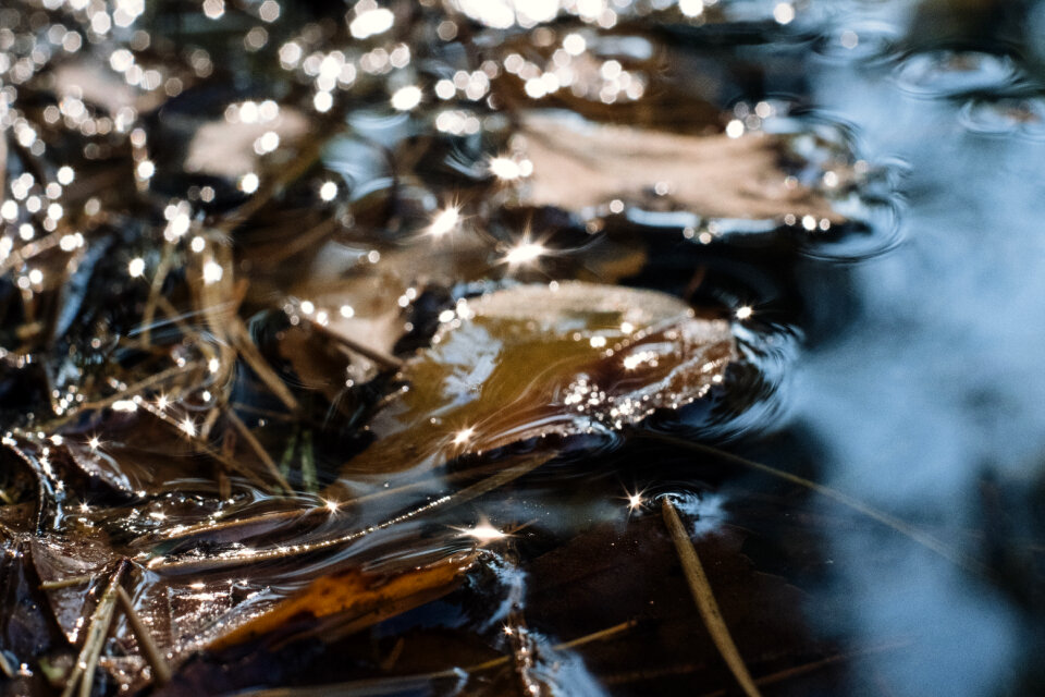 Autumn leaves in the water 2