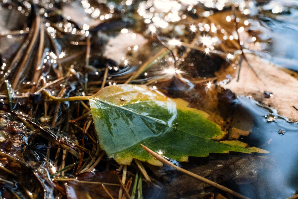 Autumn leaves in the water 5
