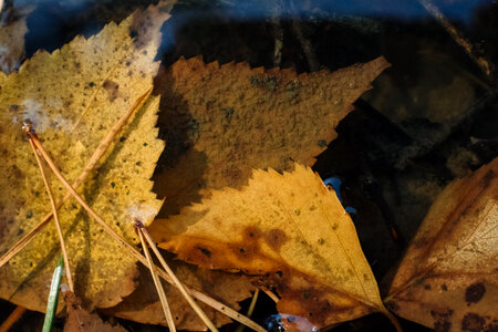 Autumn leaves under water 2 photo