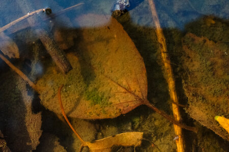 Autumn leaves under water photo