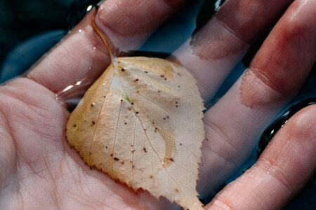Autumn leaf on the hand in water photo
