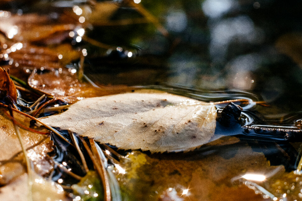 Autumn leaves in the water