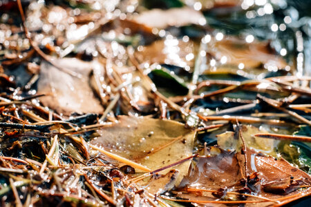 Autumn leaves in the water 3 photo