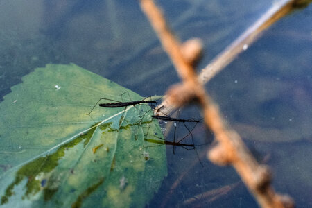 Water strider insects photo