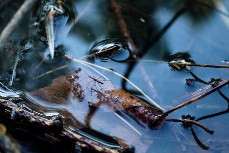 Water strider insect 2 photo