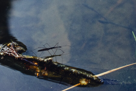 Water strider insect